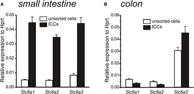 Frontiers | Na+/Ca2 + Exchange And Pacemaker Activity Of Interstitial ...